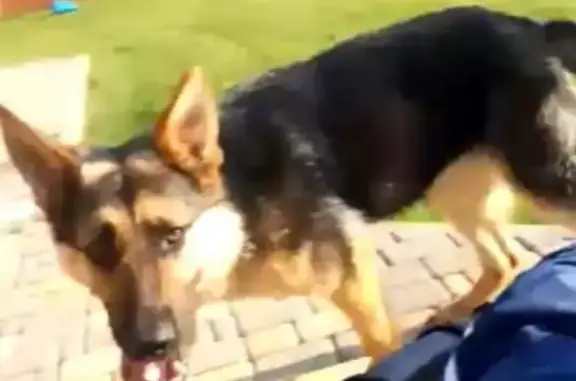 Объявления о пропавших и найденных животных, Липецк, фото: Пропала Восточно-европейская овчарка в Ленино, Липецкая область