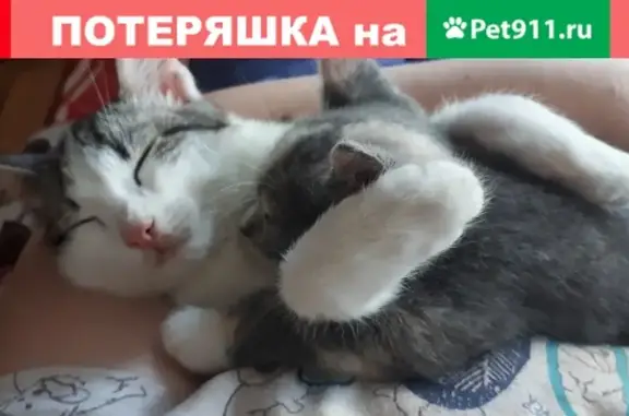 Пропали кошка и 2 котенка в Красноярске