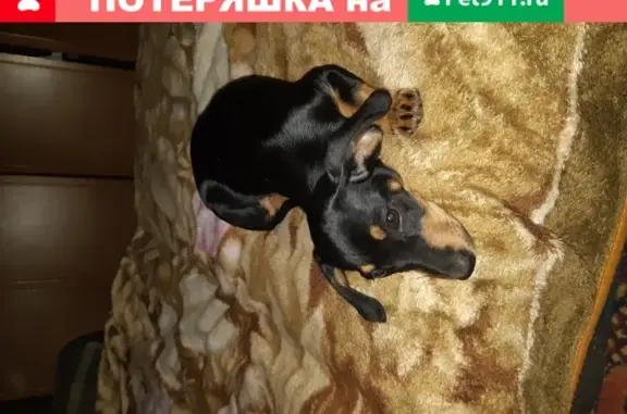 Найдена собака на ул. Первомайская 3, возраст 2-3 мес, окрас чёрно-коричневый