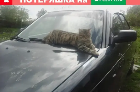 Пропала кошка в Воткинске: Кот Федя, 4 года, полосатый, правый глаз течет.