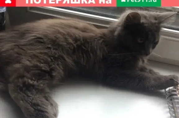 Найдена кошка на пр. Мира, 87 в Калининграде