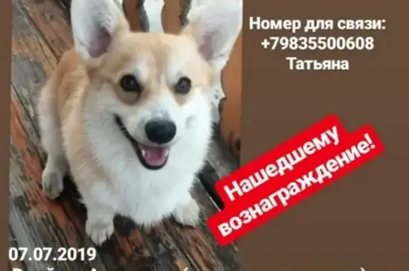 Пропала собака в Барнауле, вознаграждение за информацию.