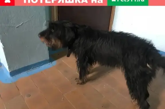Пропала собака Ягдтерьер на ул.Шотмана 44, Петрозаводск