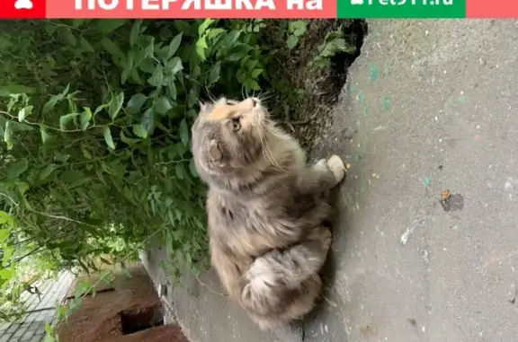 Найдена кошка с желтым ошейником на ул. Фонвизина