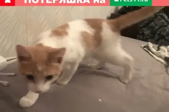 Потерянная кошка на улице Стройковской, Москва
