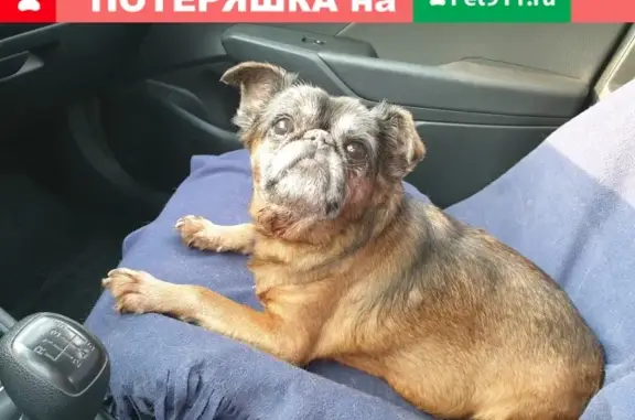 Пропала собака Каспер в СНТ Строитель-1, Жуковский район