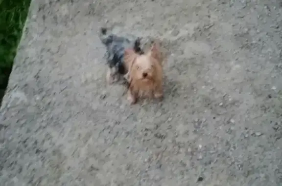 Собака Йорк найдена в Раменском