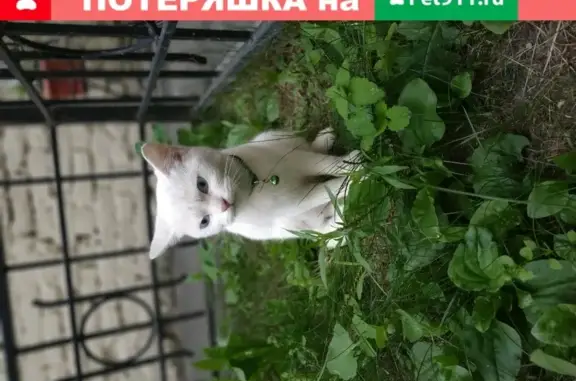 Белая кошка на 4-й Советской улице, СПб
