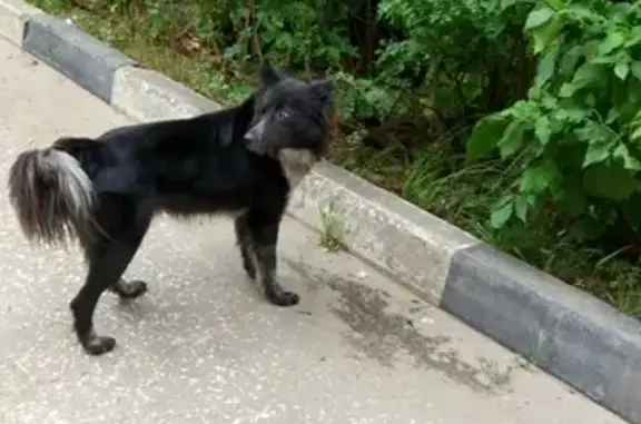 Собака найдена в Давыдово, Орехово-Зуевского р-на (142641)