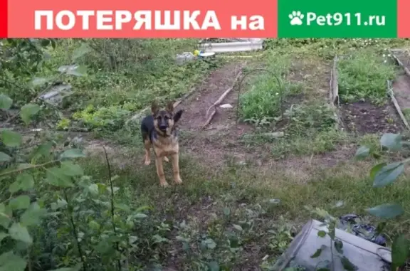 Пропала собака Альба в Быково