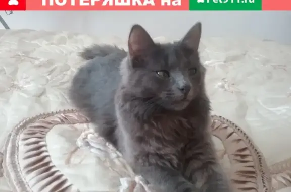 Объявления о пропавших и найденных животных, Москва, фото: Пропала кошка на Поречной, 6 мес., сибирская.