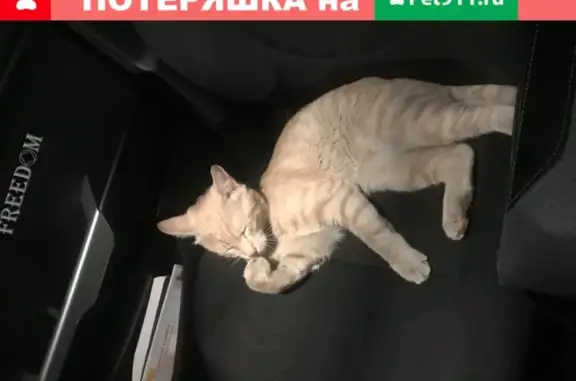 Найдена кошка Ласковый в Москве, ищу хозяев
