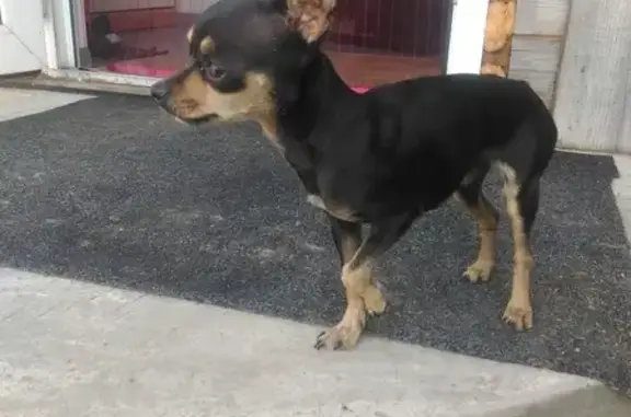 Найдена собака в районе Ташебинской дачи