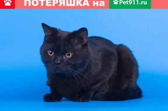 Потерянные животные Курган, фото: Пропал кот Том на ул. Дружбы, Курган.