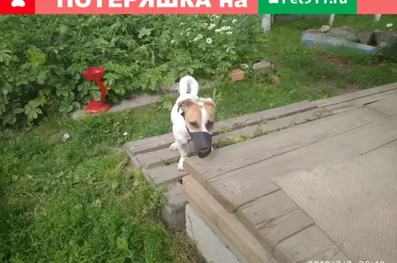Пропала собака Джерри в Москве, Киевском рабочем поселке.