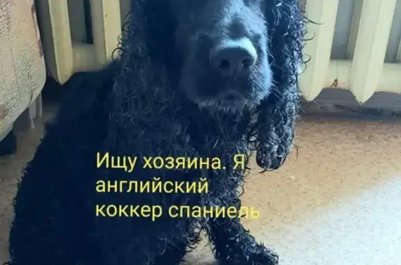 Собака Мальчик найдена в южном Хабаровске