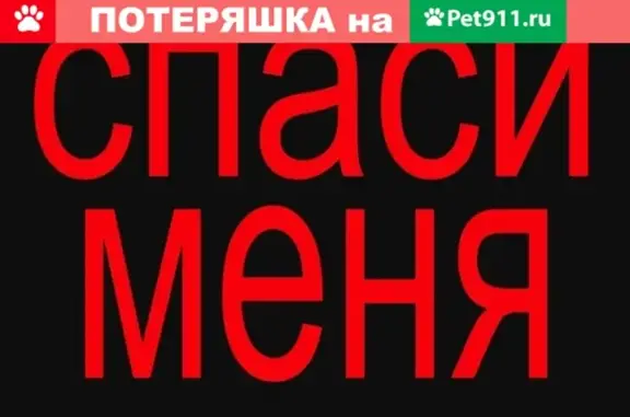 Пропала собака Тяпа в Кировском районе, помогите найти!