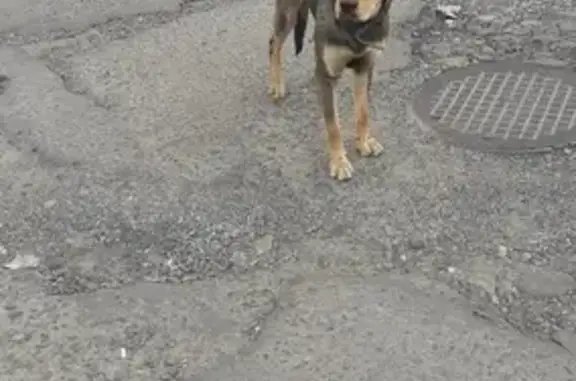 Найдена собака в Барнауле, нужен хозяин