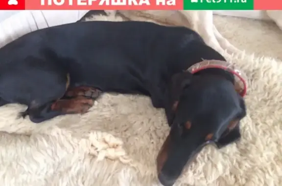 Пропала собака в районе Стенго моста, Великий Новгород