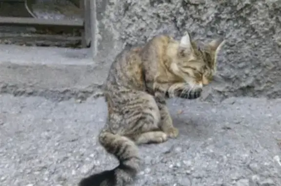 Найдена кошка в районе Маяковского, ищем хозяина!
