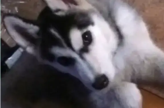 Пропала собака в Усолье-Сибирском, помогите найти!