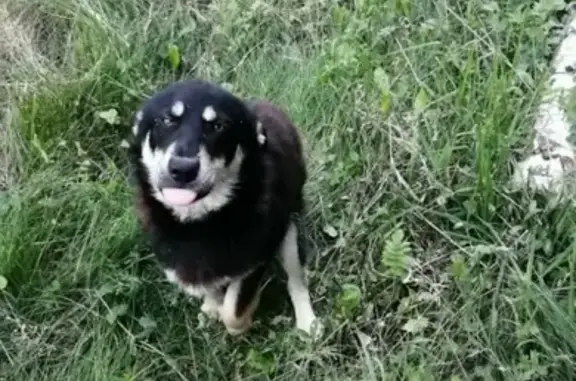 Найдена собака в поселке Октябрьский, Барнаул