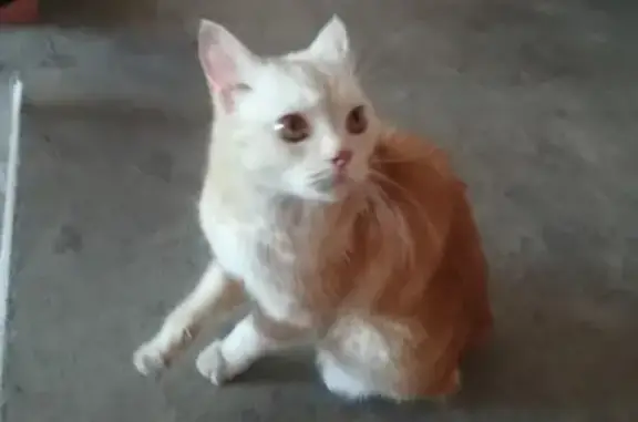 Найдена кошка на П.Нарановича 1