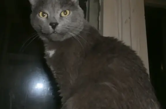 Пропал серый кот на Рогачева 4, нуждается в лекарствах