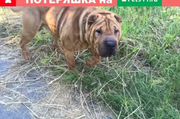 Найдена собака Шарпей в Омске, боится людей