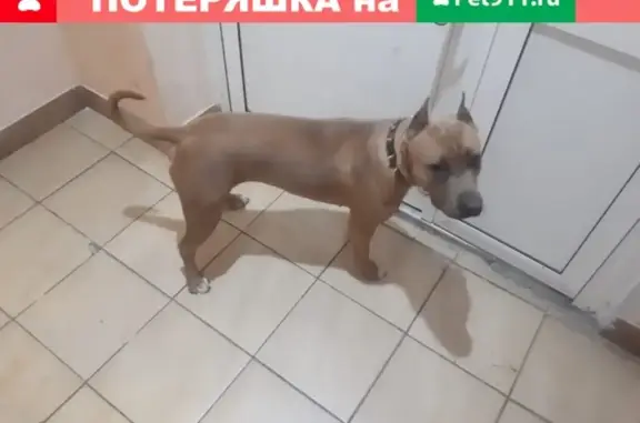 Найдена стаф-собака в Красноярске на Д.Мартынова 37