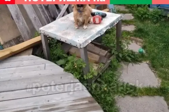 Пропала собака в Нижней Ельцовке, Новосибирск