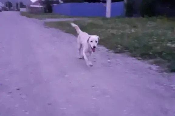 Найдена собака на зелёной улице в Горно-Алтайске