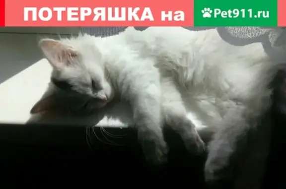 Пропала кошка Мотя в Саянске, Иркутская область