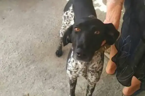 Найдена собака в районе Дубков, Курцхар