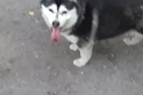 Найдена собака в Орехово-Зуево: звоните!
