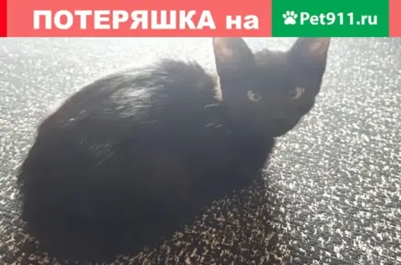 Найдена кошка на Барса в Рязани