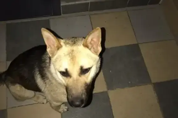 Найден чепрачный пес в Великом Новгороде, контактный.
