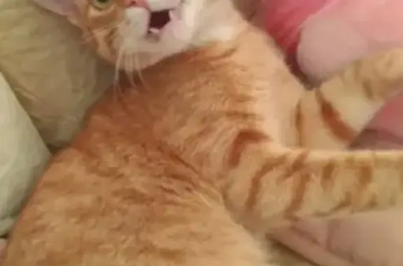 Потерянные животные Киров, фото: Пропал кот Руслан в Сергиевом Посаде