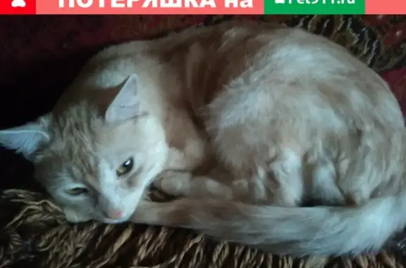 Пропала кошка в Смоленске, бульвар Гагарина, д.5