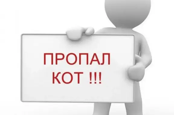 Кошки потеряшки, Санкт-Петербург, фото: Потеряшка кошка ЛО - снт 