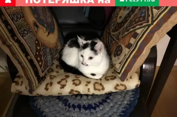 Объявления о пропавших и найденных животных, Киров, фото: Пропала кошка на ул. Мельникова, Киров.