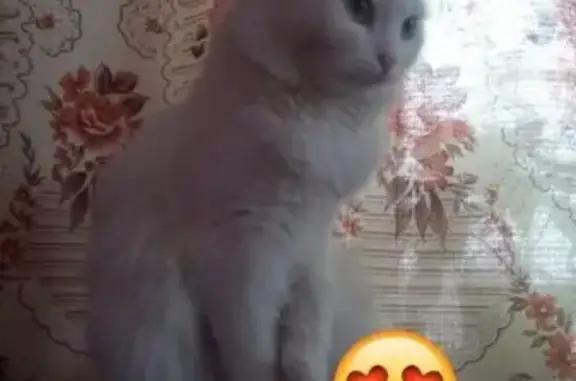 Кошки потеряшки, Болхов, фото: Потеряшка кошка на улице в Болхове, Орловская область