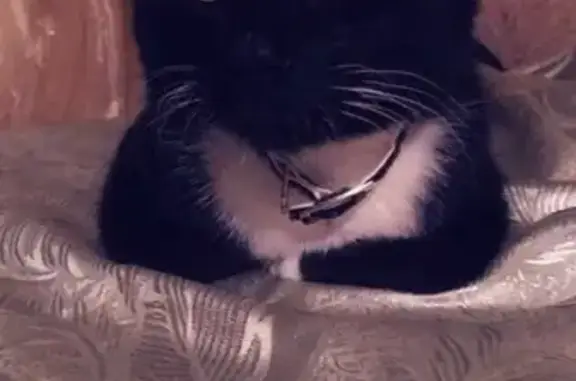 Потерянные животные Смоленск, фото: Пропала кошка Зарик на улице Юрьева, Смоленск