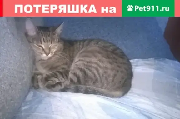 Пропала кошка в Енисейске, ул. Молокова д.34-36, имя Соня.