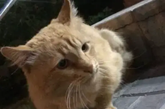 Найдена кошка в Казани на Голубятникова
