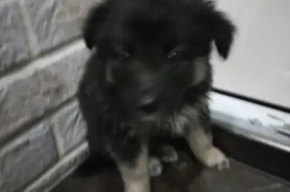 Найдена собака на пруду в Калининграде