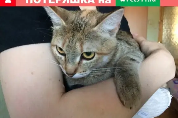 Объявления о пропавших и найденных животных, Киров, фото: Пропала кошка Рокси на Некрасова 34