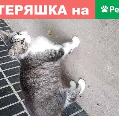 Найден котик на Малом Купавенском проезде