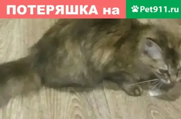 Найден кот на ул. Калинина, дом 12 в Черногорске.