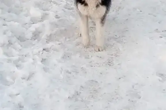 Пропала собака хаски в Барнауле
